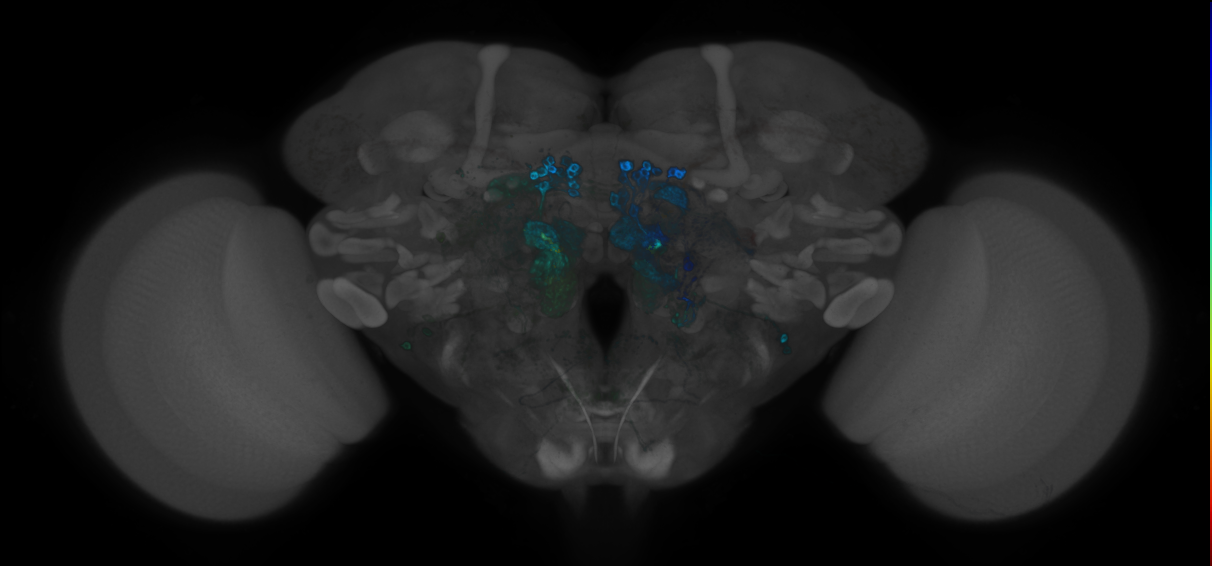 P{GMR54F05-GAL4} expression pattern