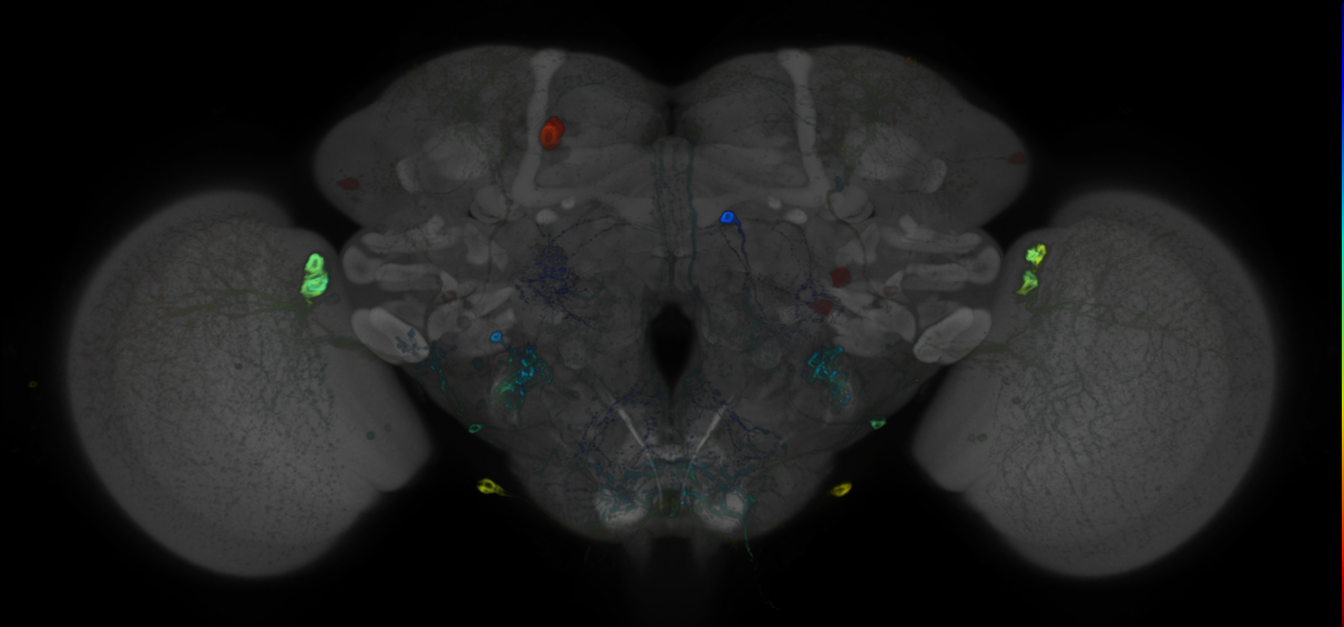 P{GMR32D10-GAL4} expression pattern