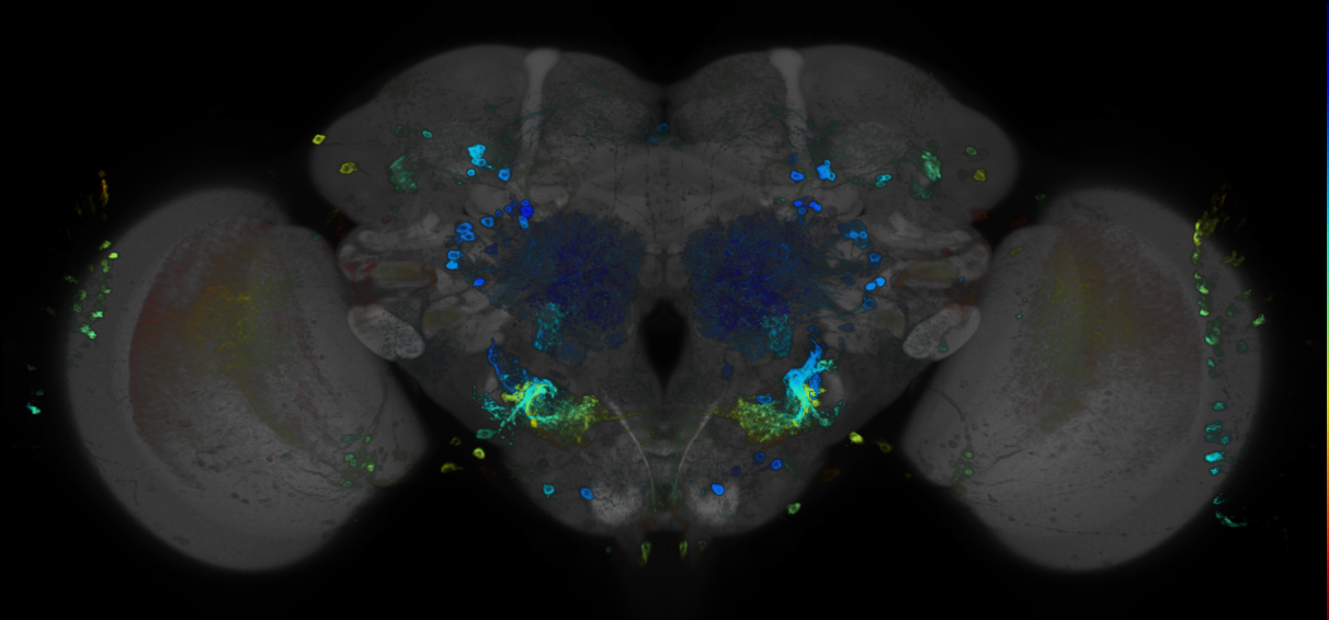 JRC_R89C11 GAL4 in the adult brain