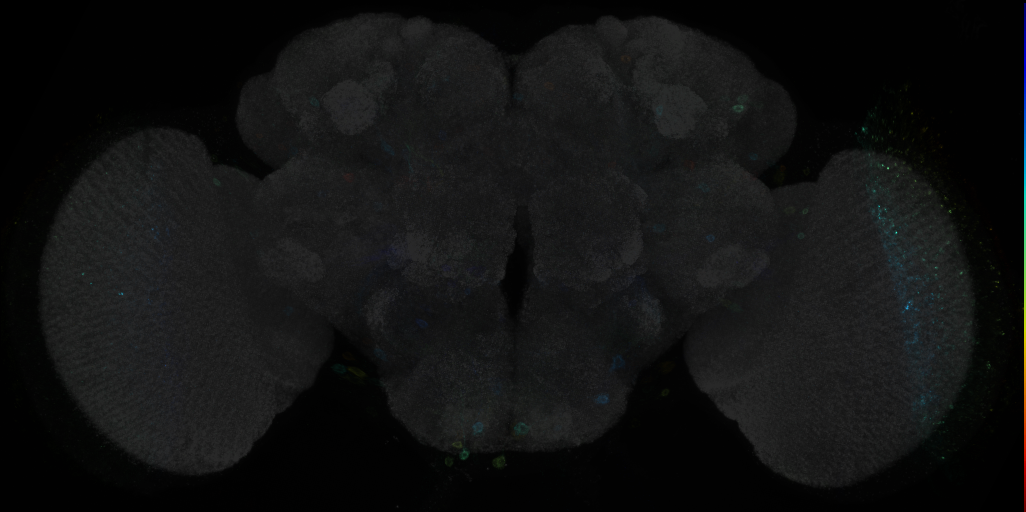 JRC_R52H05 GAL4 in the adult brain