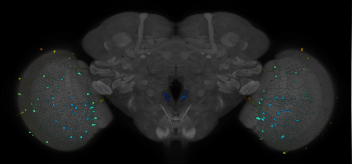 JRC_R33H08 GAL4 in the adult brain