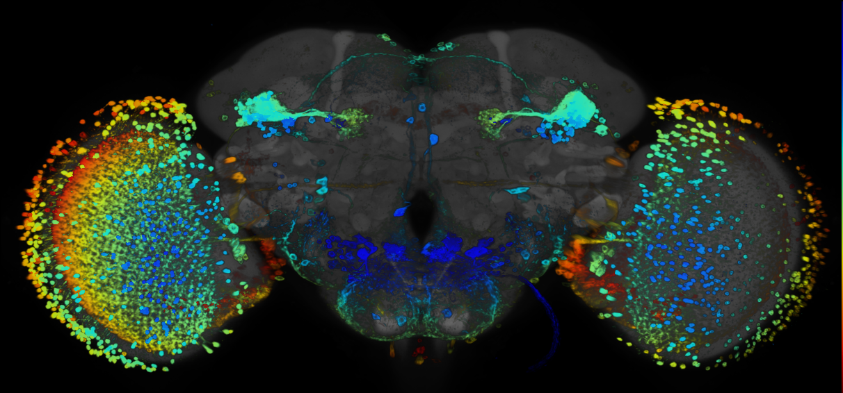 JRC_R89H03 GAL4 in the adult brain