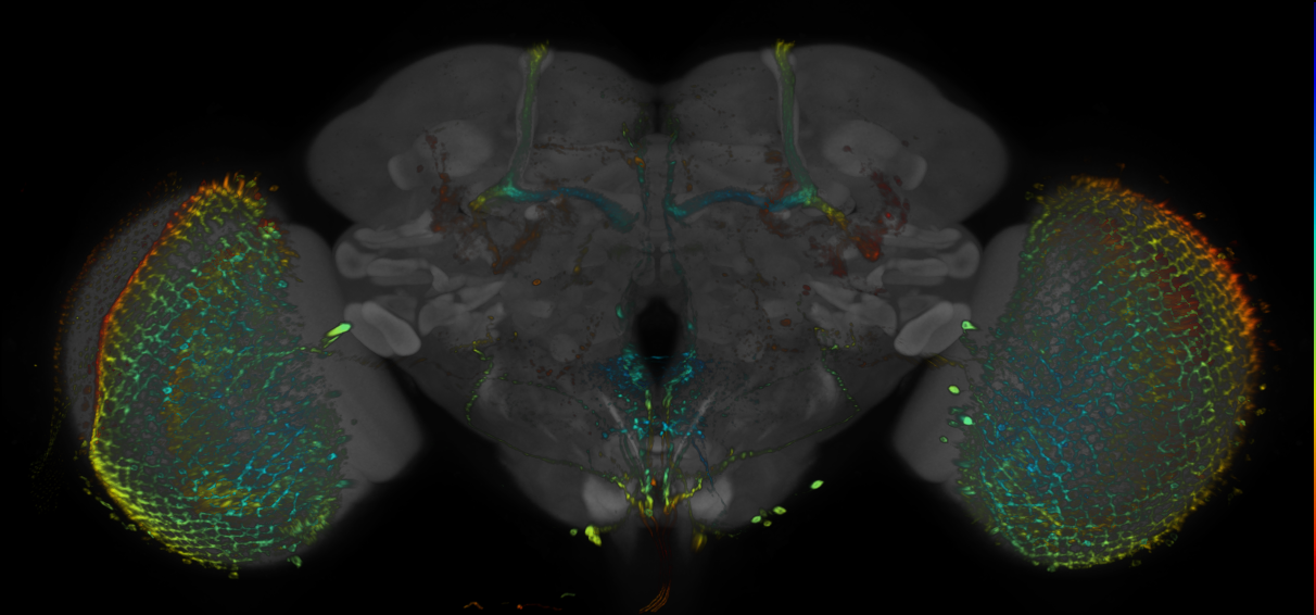 JRC_R17F11 GAL4 in the adult brain