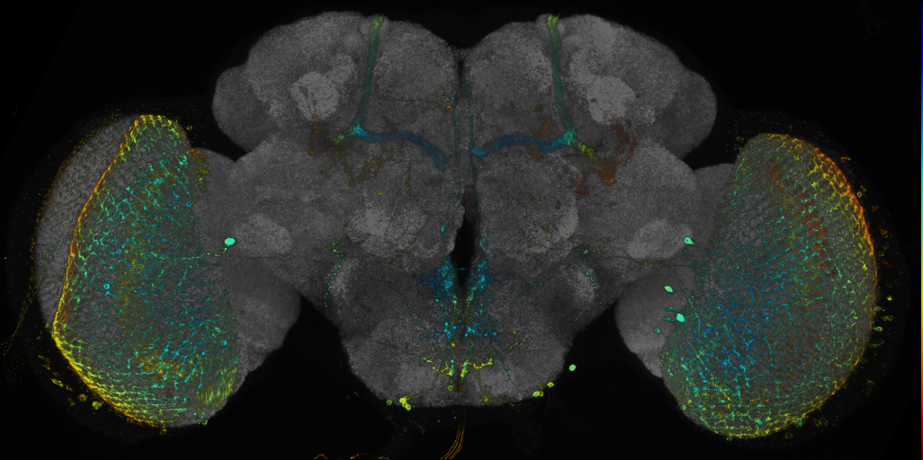 JRC_R17F11 GAL4 in the adult brain