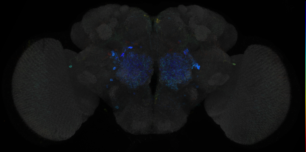 JRC_R17C12 GAL4 in the adult brain