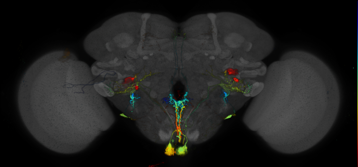 JRC_R82E06 GAL4 in the adult brain