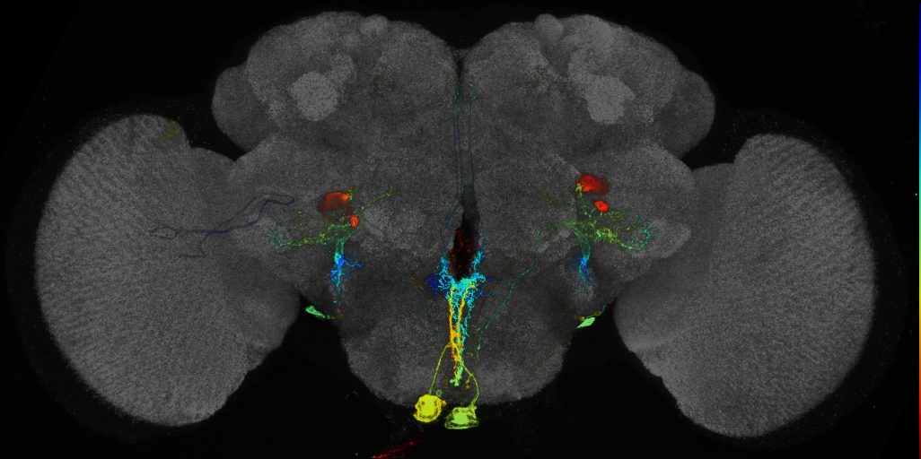 JRC_R82E06 GAL4 in the adult brain