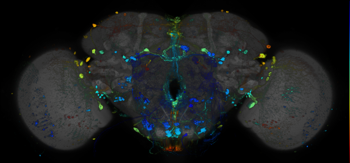 P{GMR46C03-GAL4} expression pattern