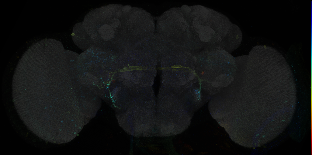 JRC_R28D12 GAL4 in the adult brain