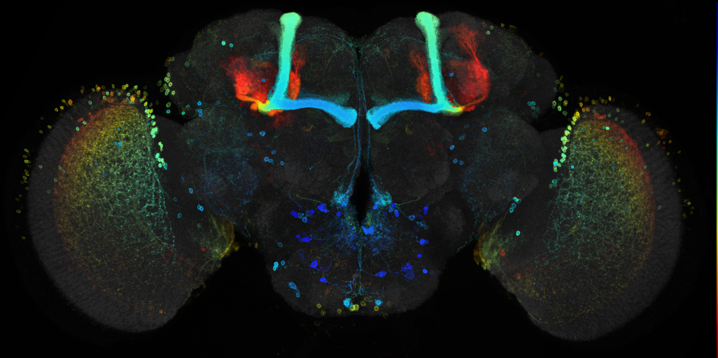 JRC_R82B11 GAL4 in the adult brain