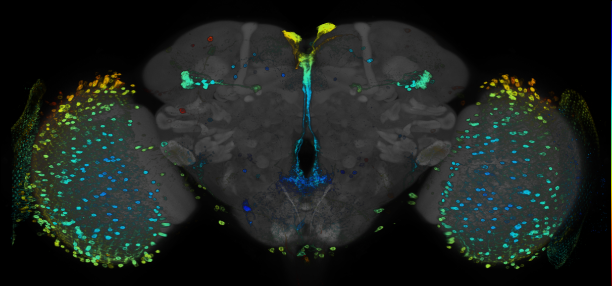 JRC_R52B06 GAL4 in the adult brain