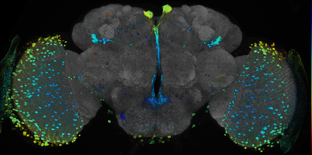 JRC_R52B06 GAL4 in the adult brain