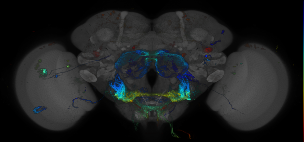 JRC_R16G07 GAL4 in the adult brain