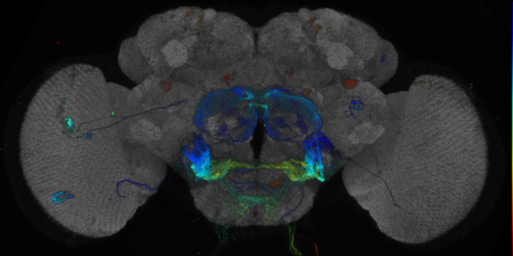 JRC_R16G07 GAL4 in the adult brain