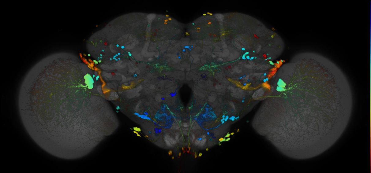 P{GMR80C01-GAL4} expression pattern