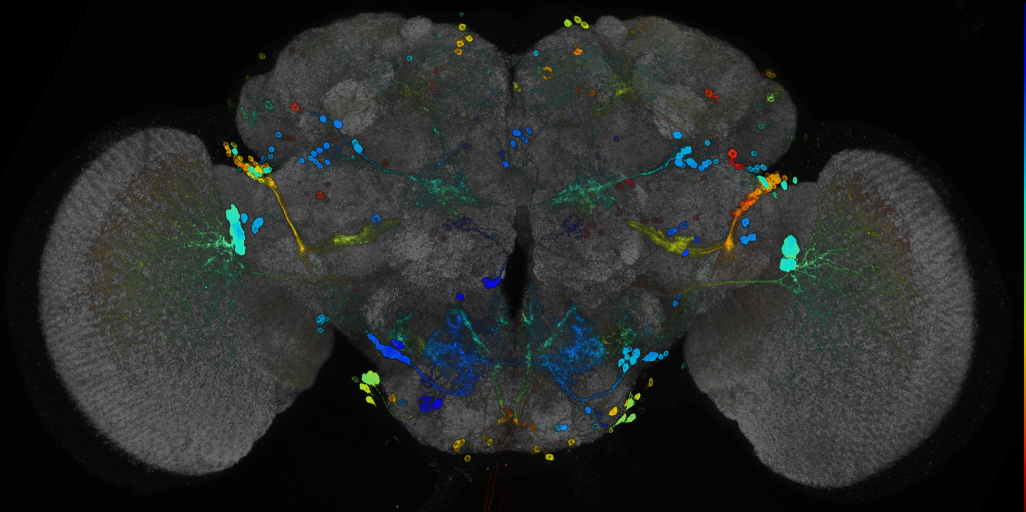 P{GMR80C01-GAL4} expression pattern