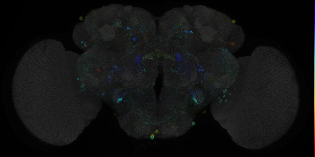 JRC_R30A04 GAL4 in the adult brain