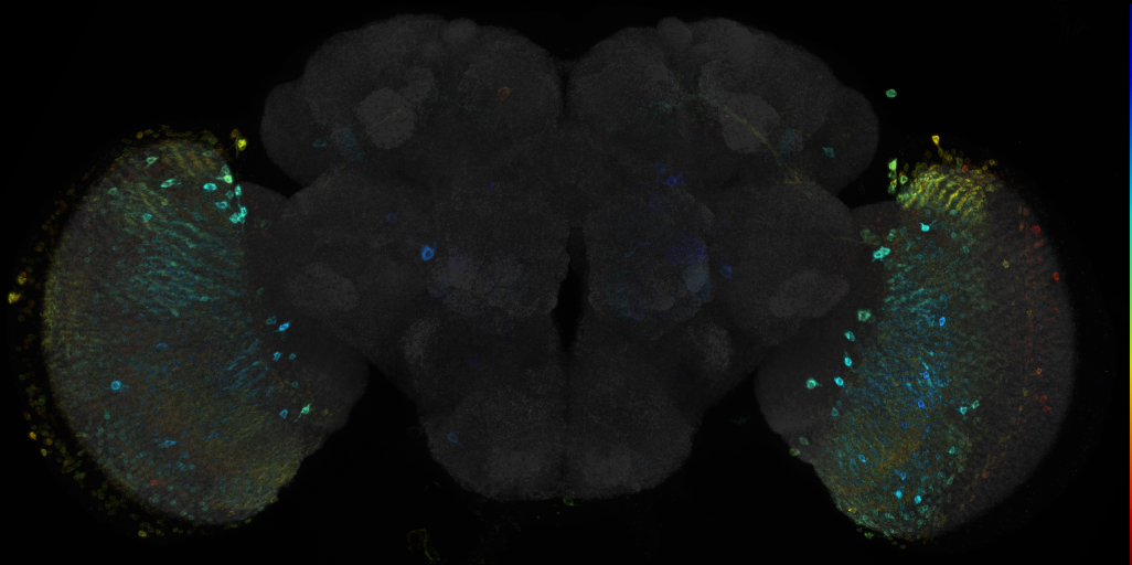 JRC_R47E09 GAL4 in the adult brain