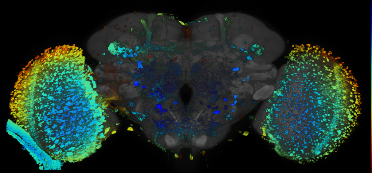 JRC_R43A02 GAL4 in the adult brain