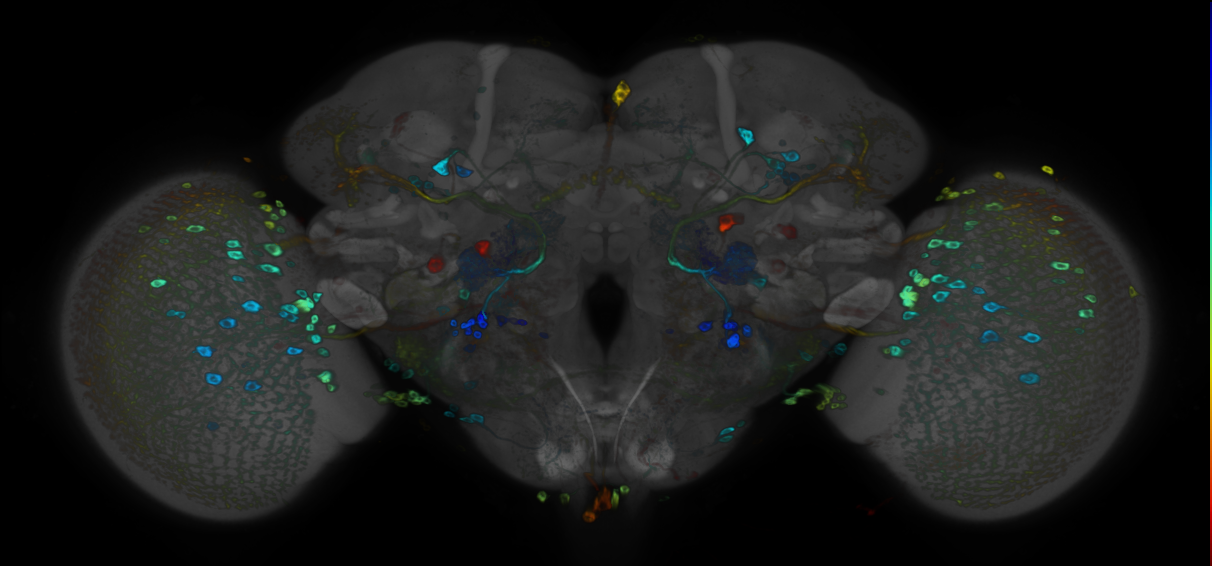 JRC_R58F01 GAL4 in the adult brain