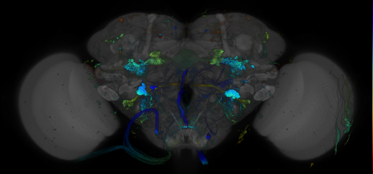 JRC_R48F04 GAL4 in the adult brain
