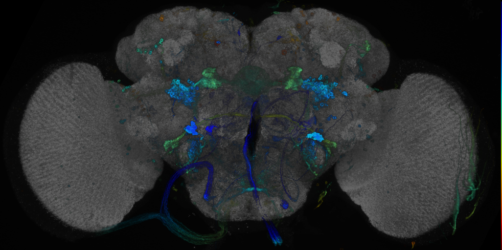 JRC_R48F04 GAL4 in the adult brain
