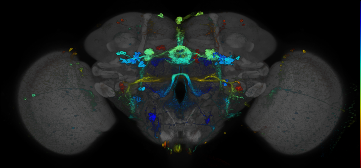 P{GMR89A09-GAL4} expression pattern