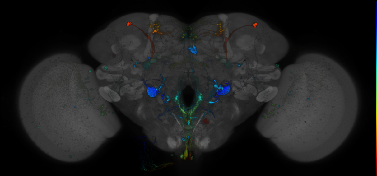 P{GMR24H02-GAL4} expression pattern