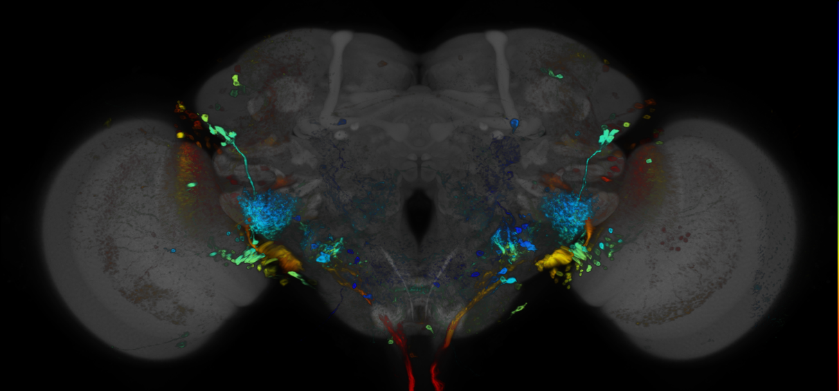 JRC_R83H05 GAL4 in the adult brain