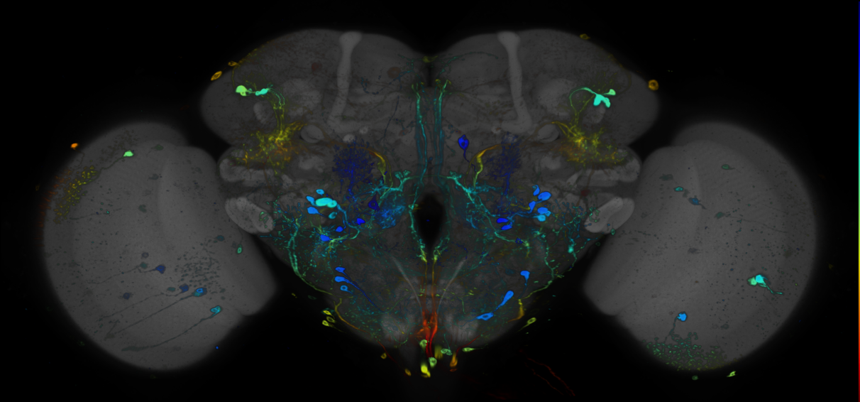 JRC_R38E10 GAL4 in the adult brain