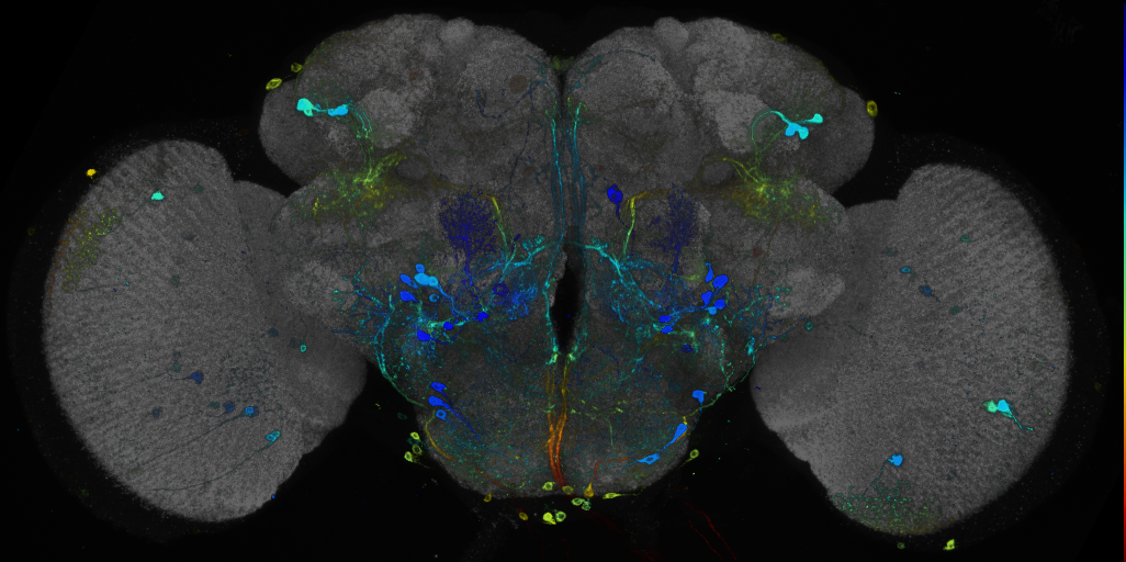 JRC_R38E10 GAL4 in the adult brain