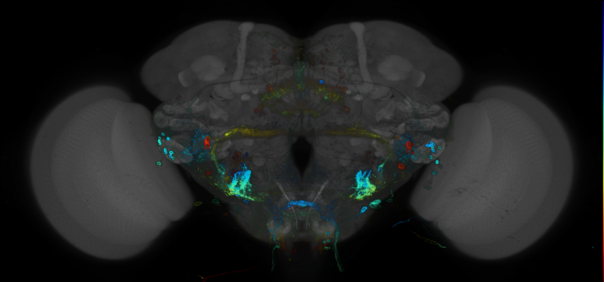 P{GMR23H05-GAL4} expression pattern