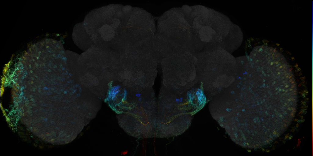 JRC_R74C10 GAL4 in the adult brain