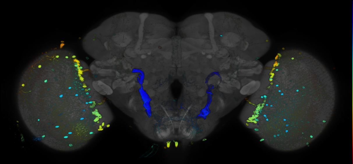 JRC_R77B11 GAL4 in the adult brain