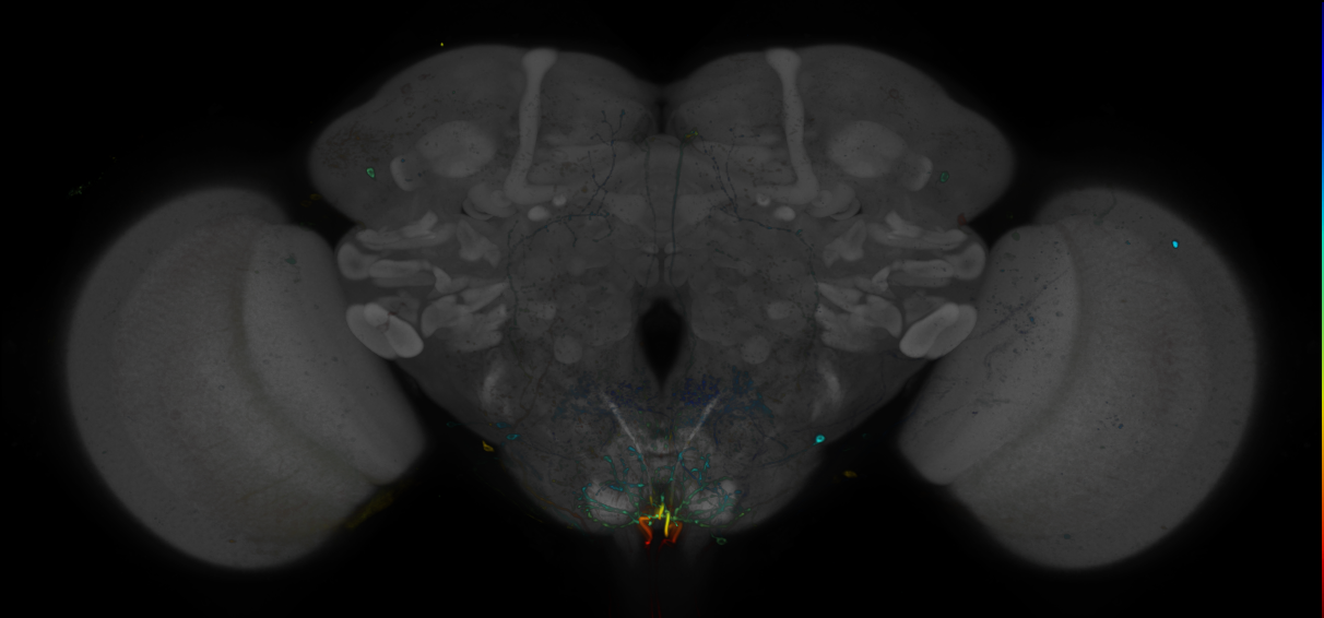 P{GMR73C05-GAL4} expression pattern
