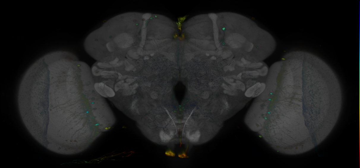 P{GMR60E05-GAL4} expression pattern