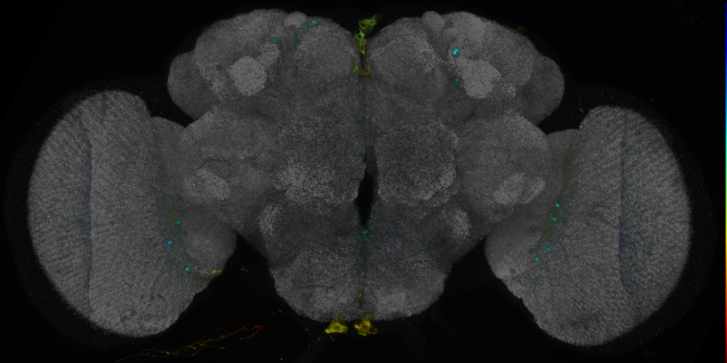 P{GMR60E05-GAL4} expression pattern