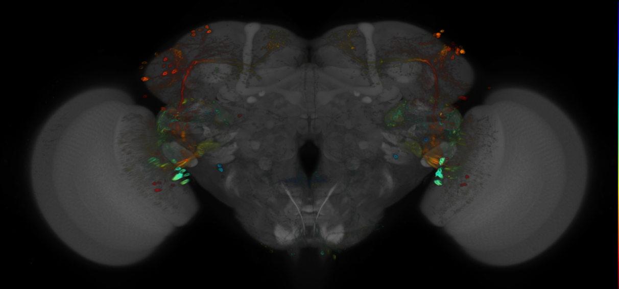 JRC_R31B01 GAL4 in the adult brain
