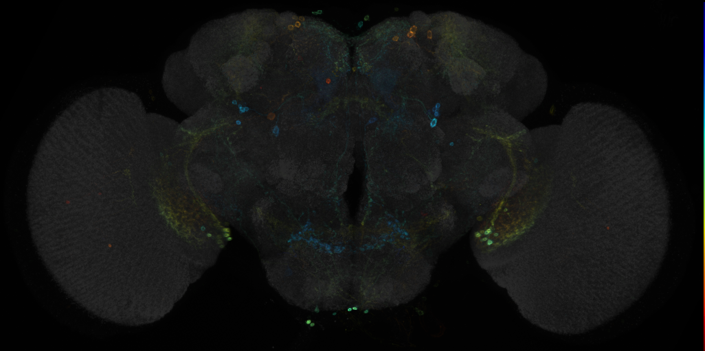 JRC_R22C11 GAL4 in the adult brain