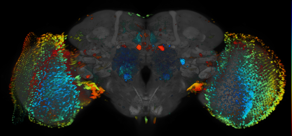 JRC_R21B11 GAL4 in the adult brain