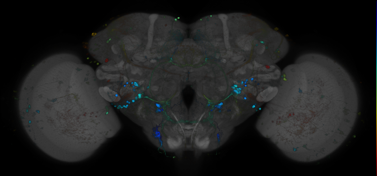 P{GMR56F04-GAL4} expression pattern