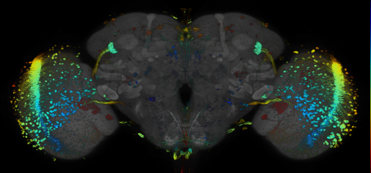 JRC_R82G06 GAL4 in the adult brain