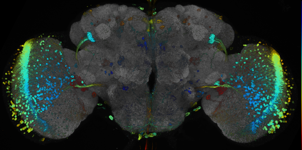 JRC_R82G06 GAL4 in the adult brain