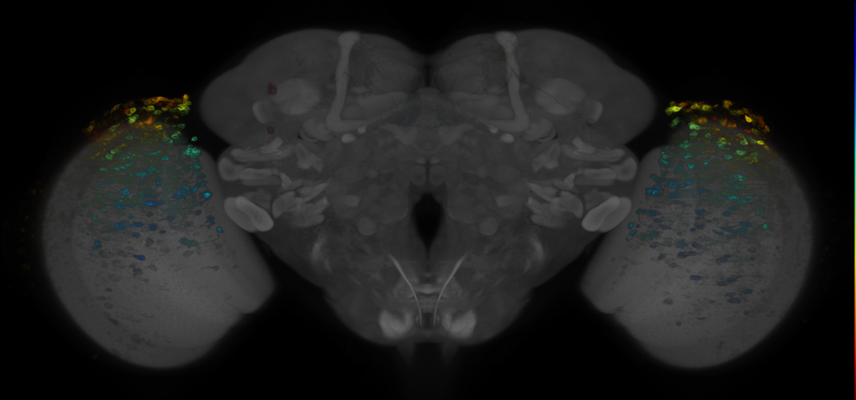 P{GMR75F04-GAL4} expression pattern