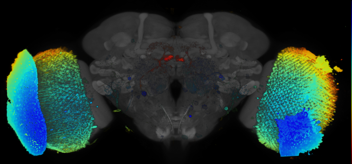 JRC_R87H06 GAL4 in the adult brain
