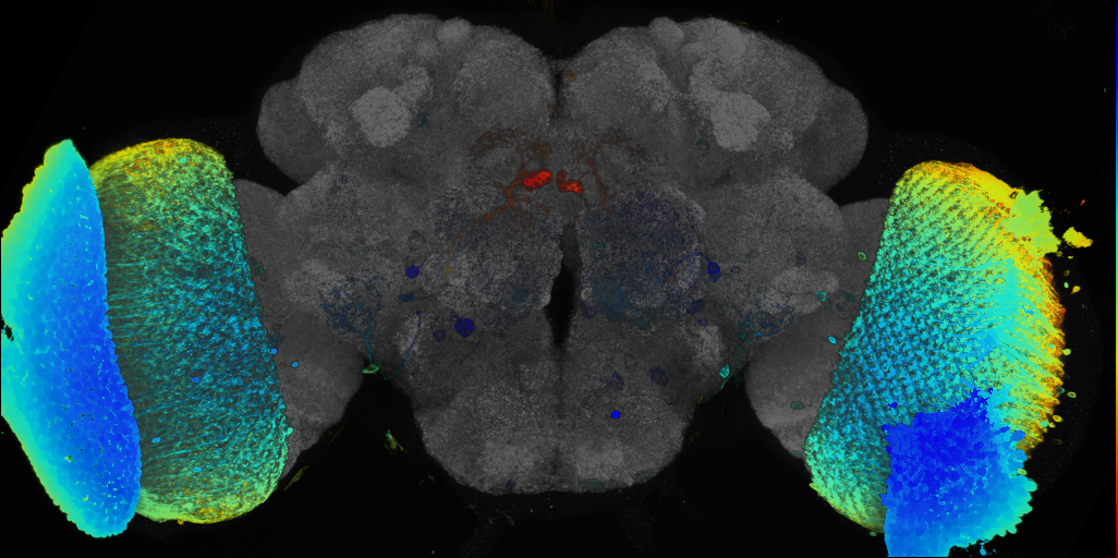 JRC_R87H06 GAL4 in the adult brain