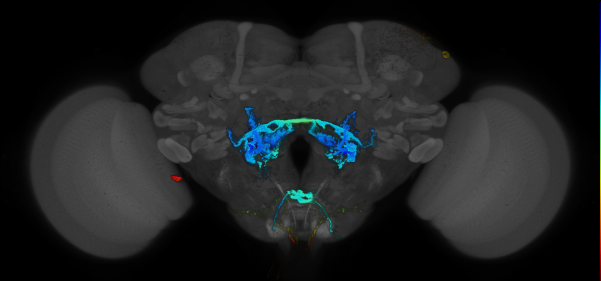 JRC_R11F02 GAL4 in the adult brain