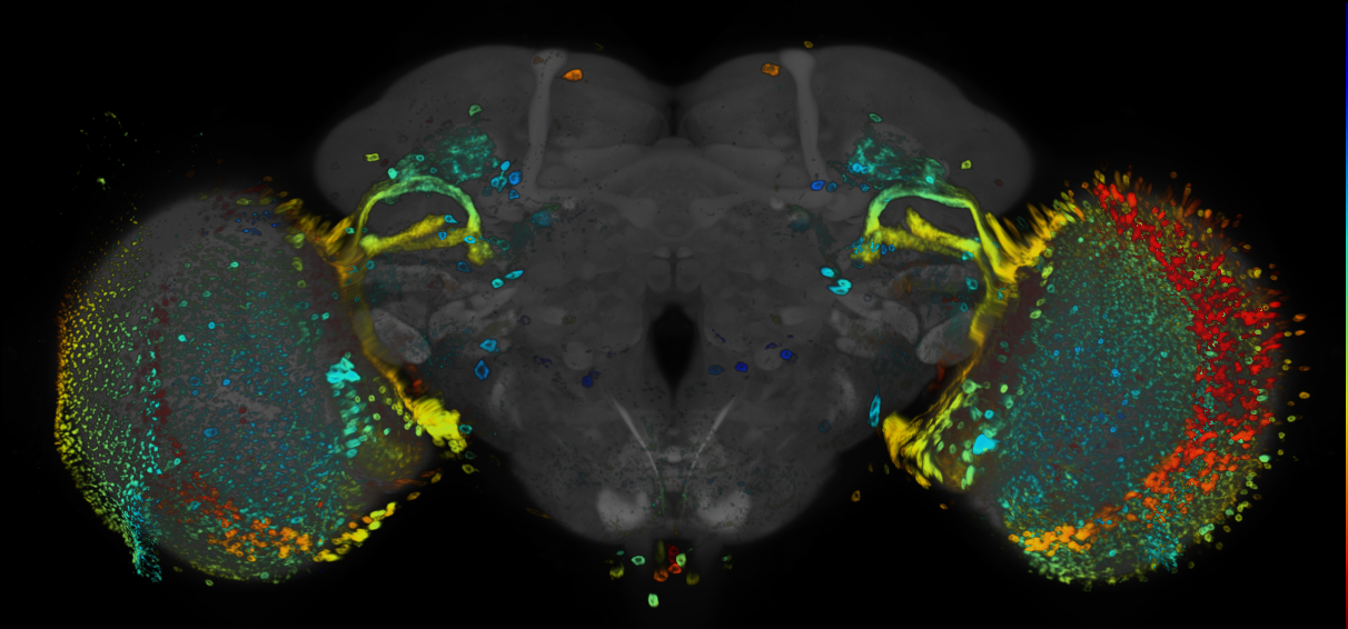P{GMR77E01-GAL4} expression pattern