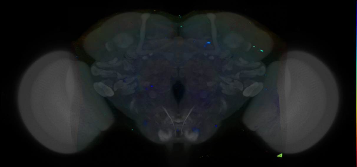 P{VT000129-GAL4} expression pattern