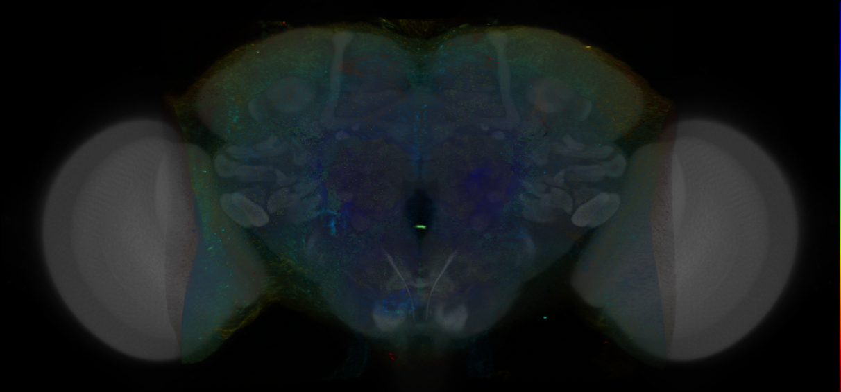 P{VT000129-GAL4} expression pattern